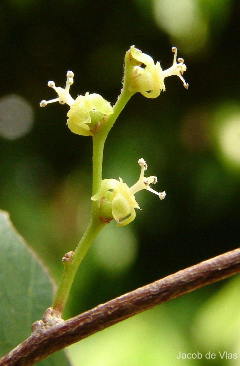 Cleistanthus patulus (Roxb.) Müll.Arg.